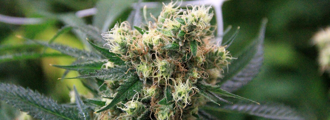 Dutchberry cannabis flowering
