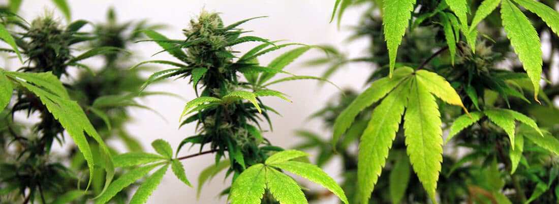 Cannabis Plants grown in Green Lab's custom grow facility