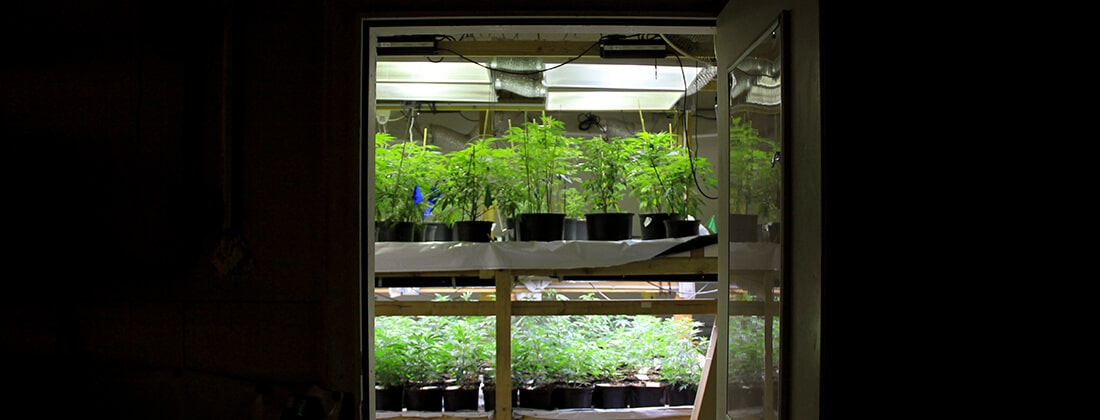 Green Labs grow facility for their edible products