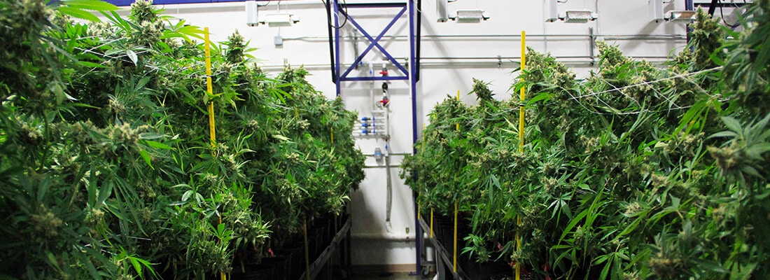 Grow facility at Artizen Cannabis