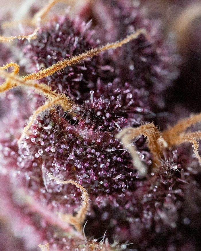 A detail shot of Pacific Purple flower.