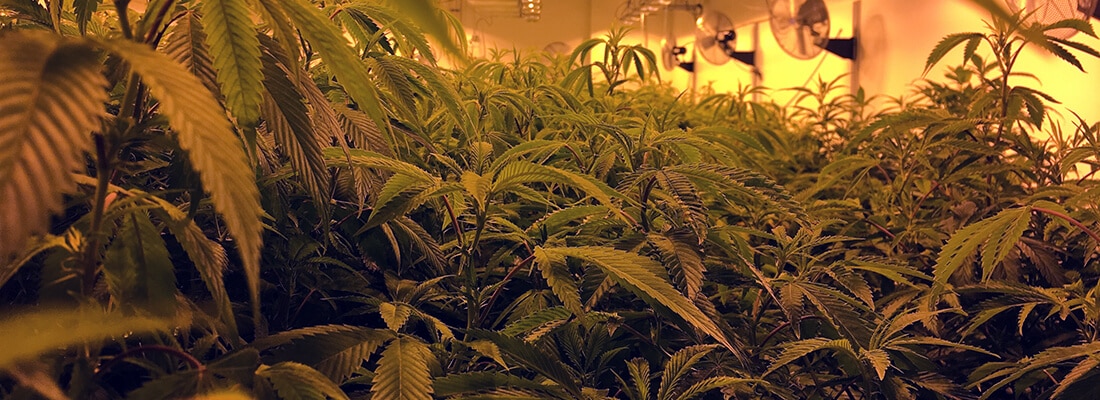 Shurman CBD cannabis in vegetative growth at Solstice