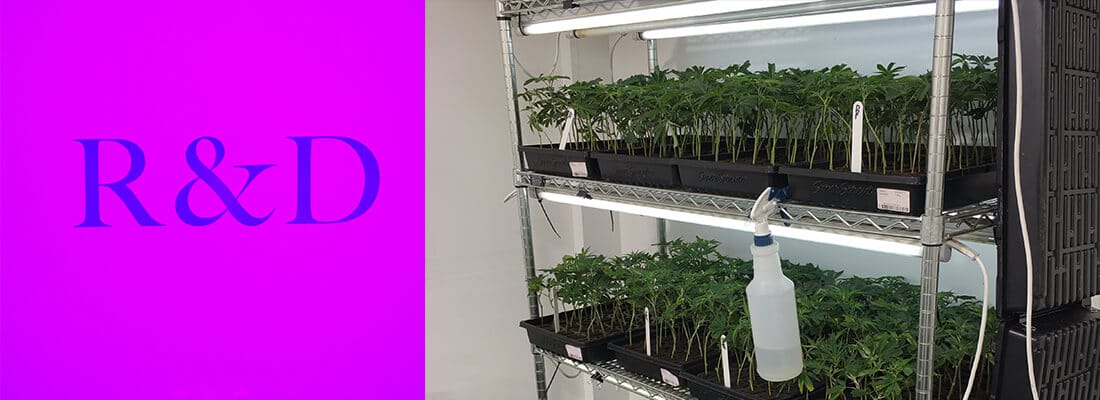 cannabis clones in Solstice's R&D nursery