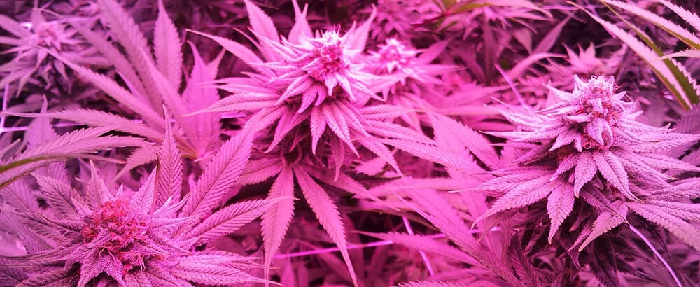 Trail Blazin' grows cannabis with 100% LED Lighting