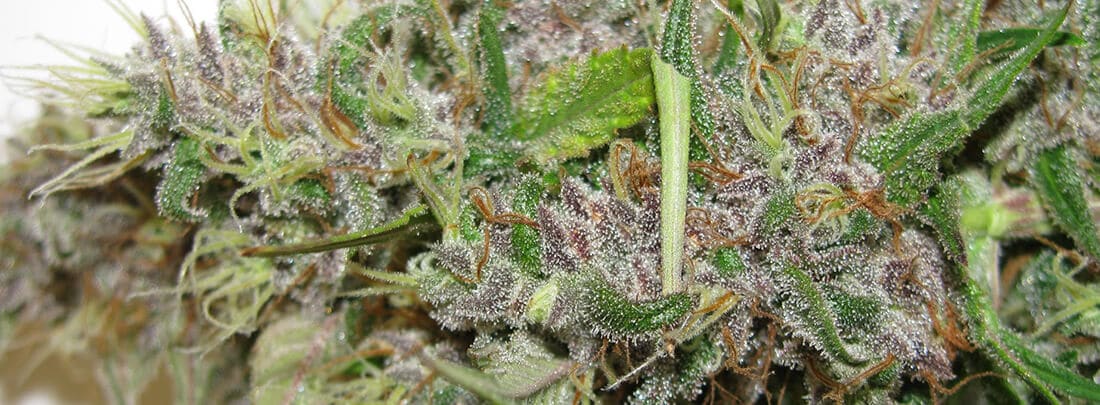 Dutch-47 Cannabis grown at Trail Blazin'