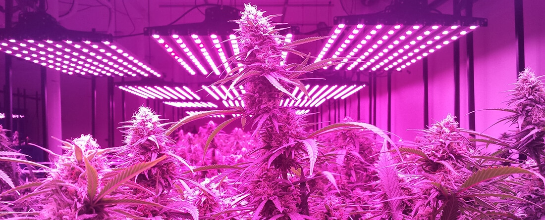 Grapefruit Cannabis grown at Trail Blazin' Productions