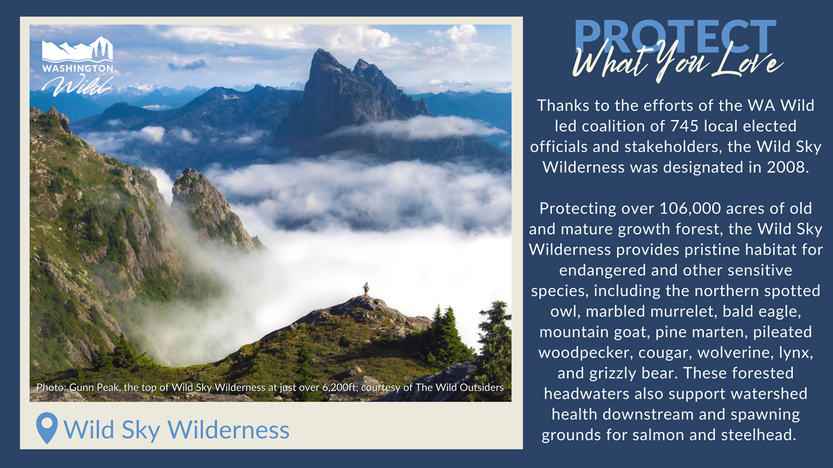 A photo of Gunn Peak in the Wild Sky Wilderness with the following caption: Thanks to the efforts of the WA Wild led coalition of 745 local elected officials and stakeholders, the Wild Sky Wilderness was designated in 2008. Protecting over 106,000 acres of old and mature growth forest, the Wild Sky Wilderness provides pristine habitat for endangered and other sensitive species, including the northern spotted owl, marbled murrelet, bald eagle, mountain goat, pine marten, pileated woodpecker, cougar, wolverine, lynx, and grizzly bear. These forested headwaters also support watershed health downstream and spawning grounds for salmon and steelhead.