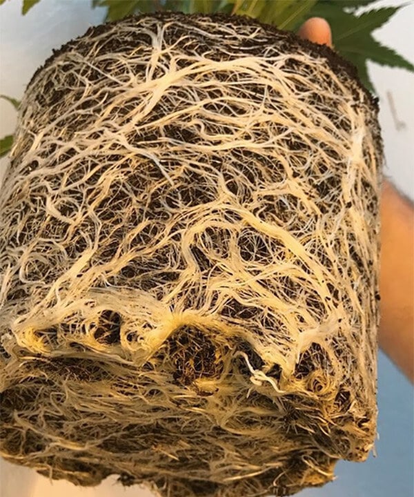 Healthy cannabis plant roots at Aurum
