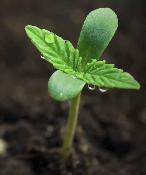 Young cannabis seedling at Aurum Farms