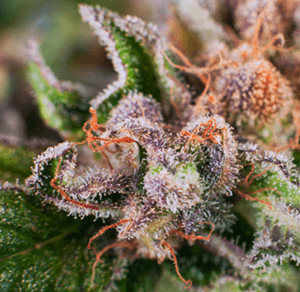 pesticide free cannabis flower for Craft Elixirs RSO