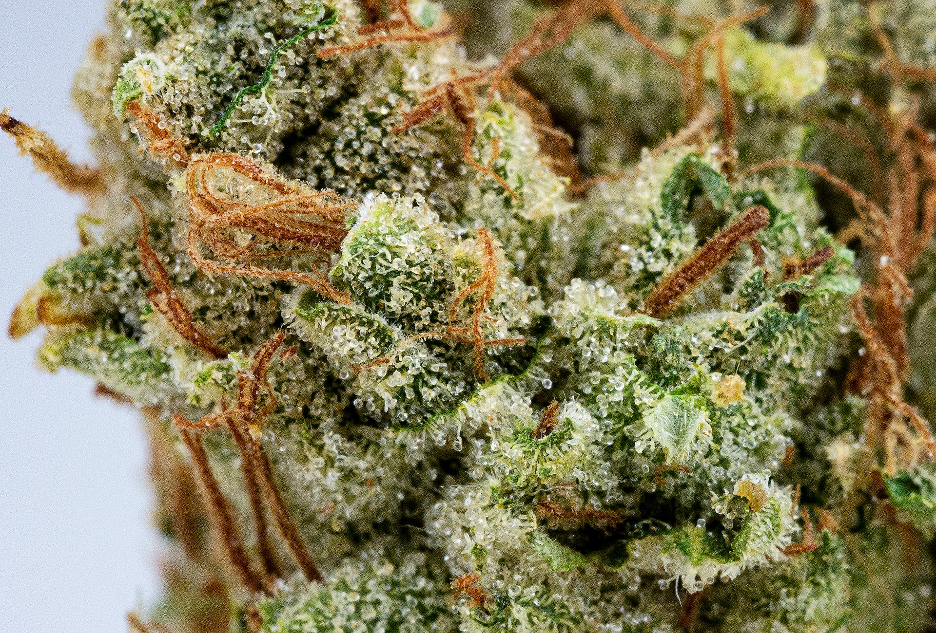 What does good weed look like?