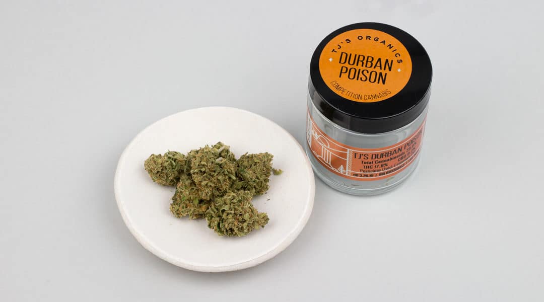 Durban Poison Strain by TJ’s Organics: Pure Focus