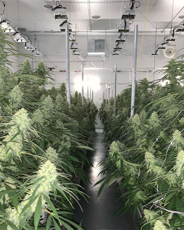 Cannabis plants nearing maturity in the Fire Bros cultivation facility.