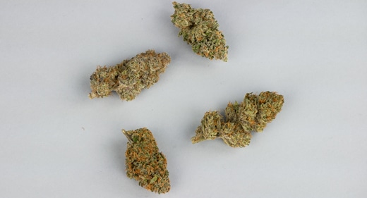 cannabis flower arranged on gray backdrop