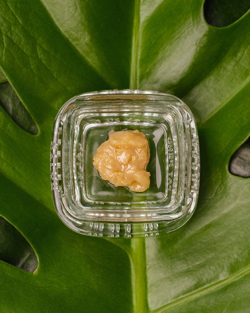 A close-up shot of Solr Bear rosin, sitting on a large palm leaf.