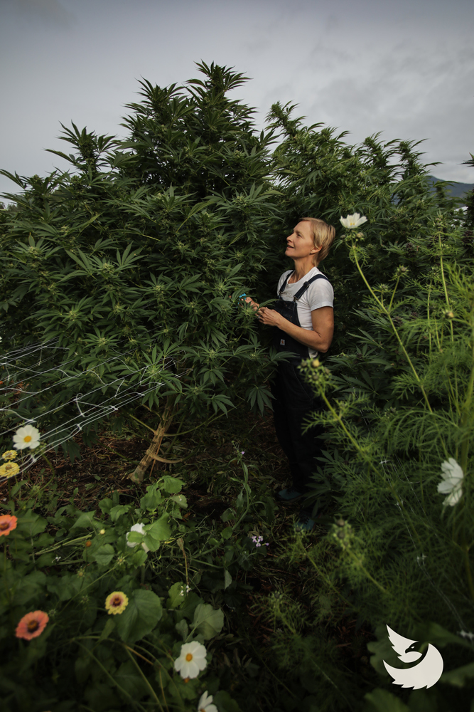 Surrounded by flowers, Eagle Trees co-founder Jesse Straight tends to a mature cannabis plant in the field.