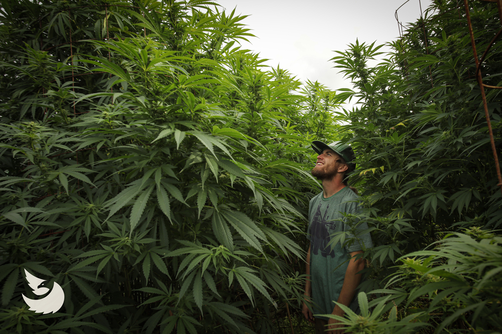 Eagle Trees co-founder Kenny Ingebrigtson stands amidst towering cannabis plants, looking up to admire one of them.