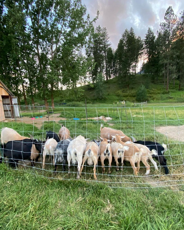 Goats gathered around a feed trough behind a fence.
