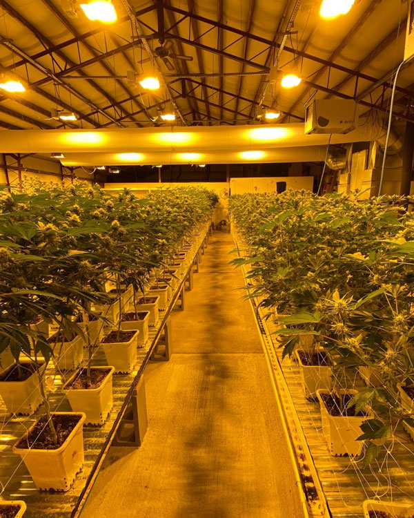 Happy plants in the cultivation room at the Kindness Cannabis farm in Colville, WA.