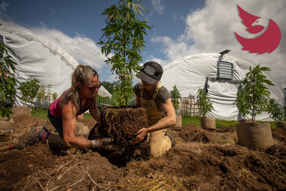 Co-Founder Jesse Straight transplants a cannabis plant with another member of the Eagle Trees team. In the background sits two greenhouses and a vast blue sky.