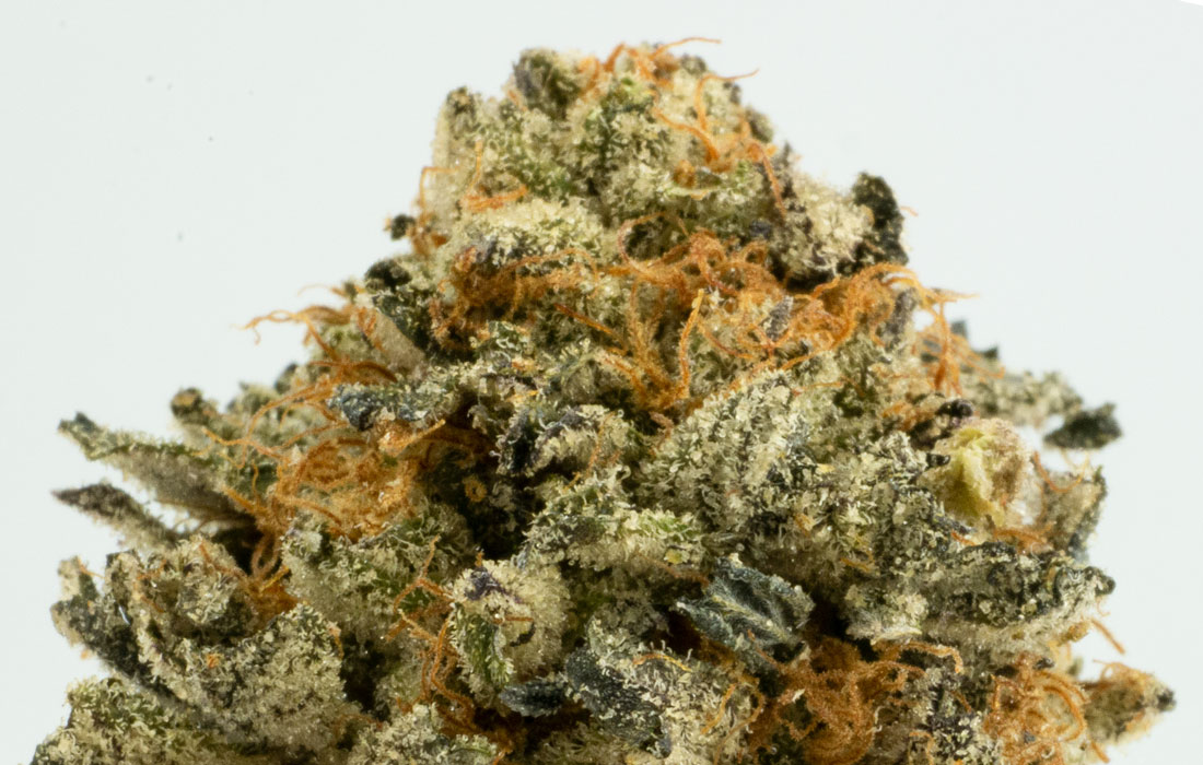 Animal Cookies Strain - Strain Profile & Effects - The Green Fund