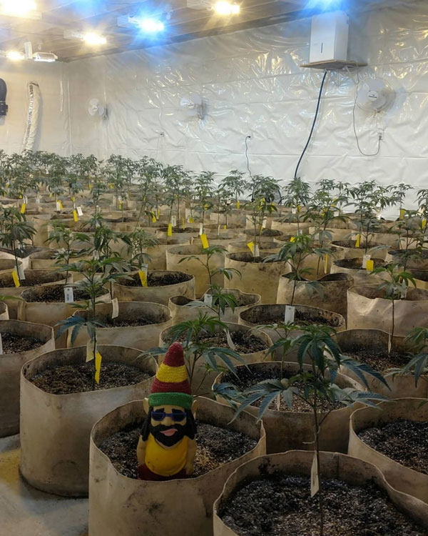 Young cannabis plants in an indoor cultivation room.