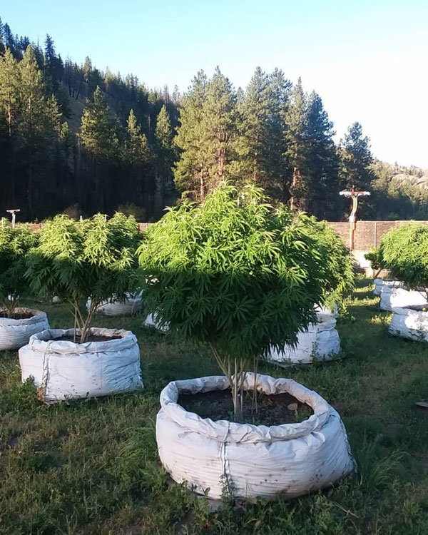An outdoor cannabis cultivation setup. Several large cannabis plants sit lined up in the foreground, while towering pines fill the background.