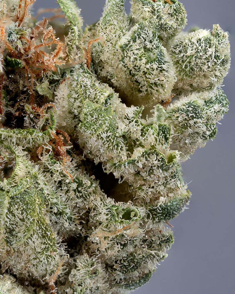 Flower with less trichome development