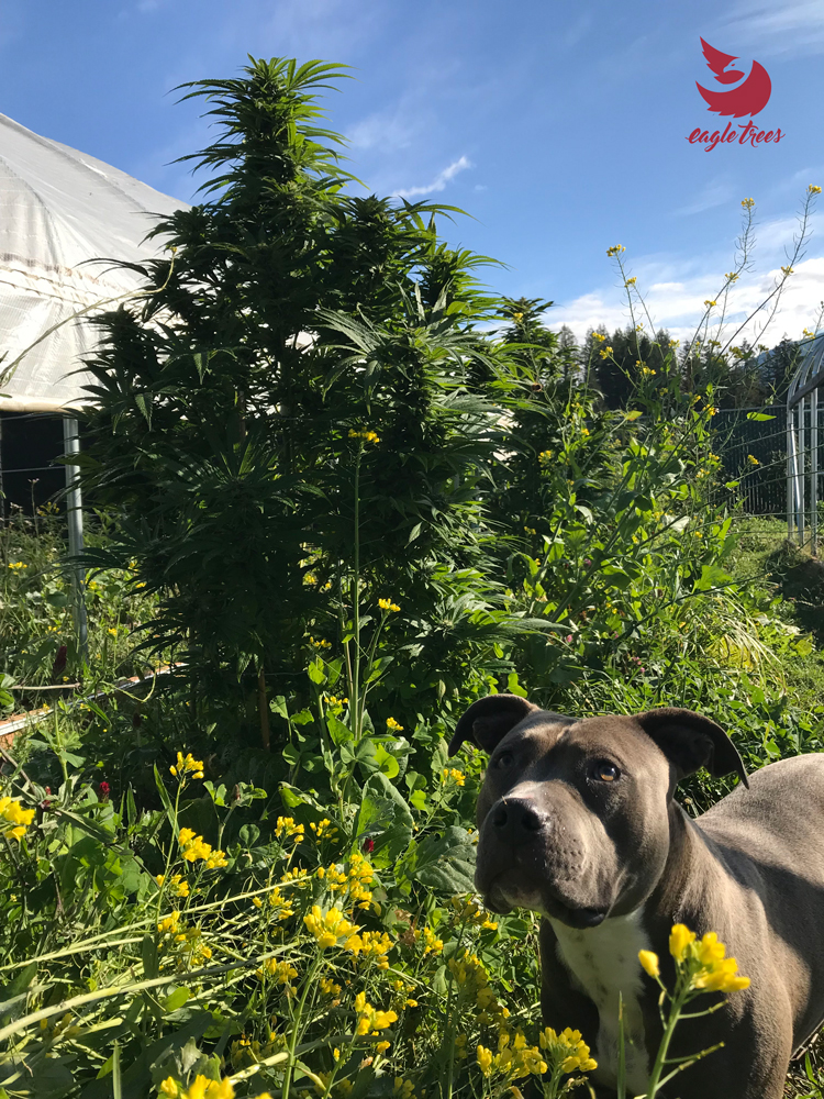 A black dog stands in the foreground in front of a patch of sunflowers, with cannabis plants towering behind.